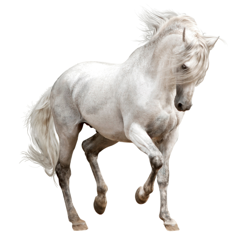 PRE Cartujano, Spanisches Pferd, Pura Raza Espanola, Tordo